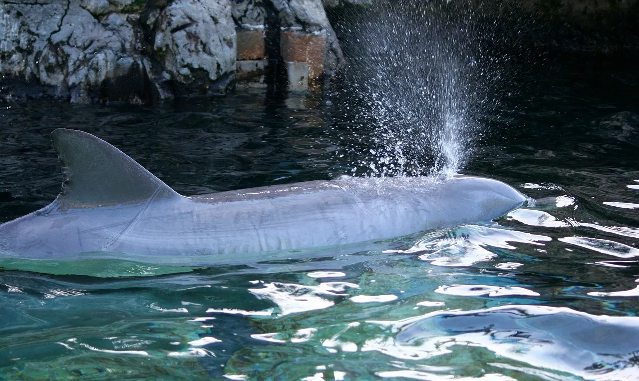 Dolphin Discovery