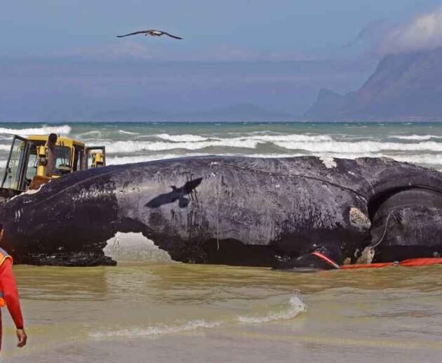 Unraveling the Mystery A Blue Whale Bitten in Half